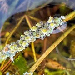 waterlily aphid thumbnail 4