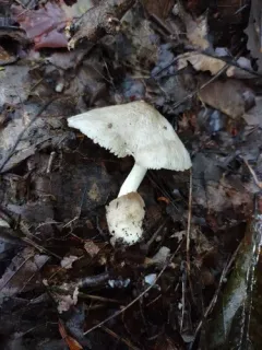 paddy straw mushroom thumbnail 2