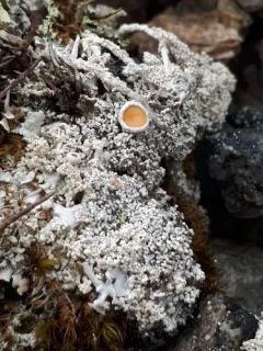 Arctic Saucer Lichen thumbnail 1