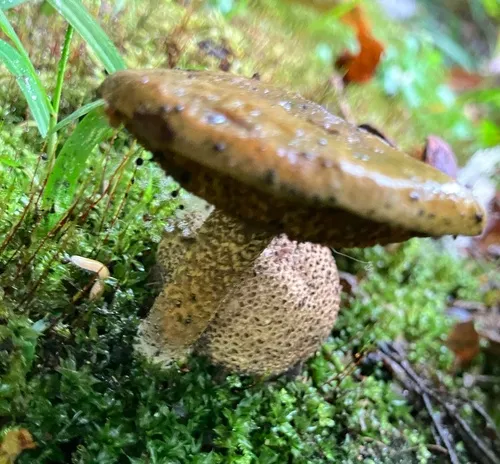Parasitic Bolete