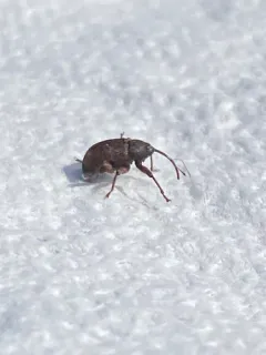 Thin-nosed Curculio thumbnail 2