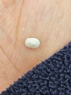 Noah's Keyhole Limpet thumbnail 4