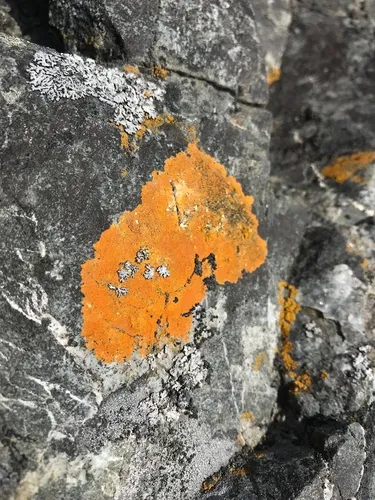 Polycauliona rosei