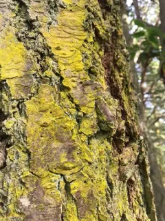 gold dust lichen thumbnail 3