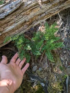 Alaska parsley fern thumbnail 4