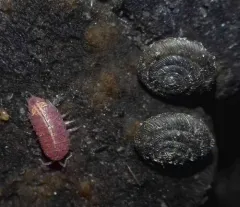 Rosy Woodlouse thumbnail 4