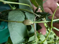 Neolasioptera convolvuli thumbnail 4