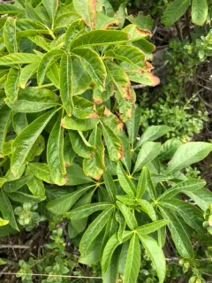 California buckeye thumbnail 3