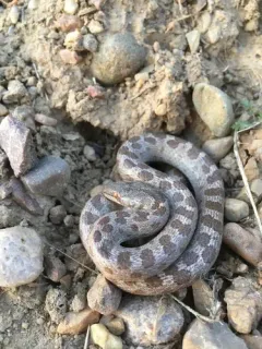 Desert Nightsnake thumbnail 2