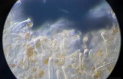 Inocybe nematoloma thumbnail 2