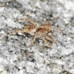 Asiatic Wall Jumping Spider thumbnail 4