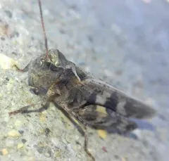 Dusky Grasshopper thumbnail 3