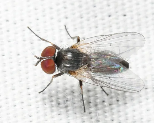 Fannia sociella