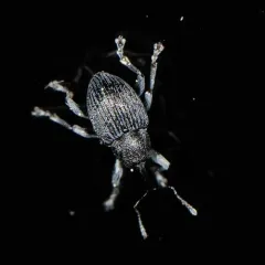 Balanobius salicivorus thumbnail 3