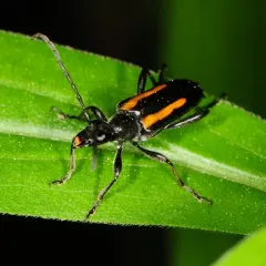 Strangalepta Flower Longhorn Beetle thumbnail 2
