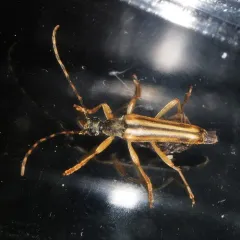 Lined Longhorn Beetle thumbnail 2