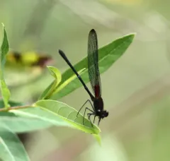 Smoky Rubyspot thumbnail 4