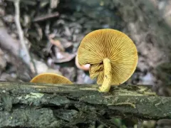 Biting Rustgill thumbnail 4