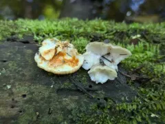 Tyromyces fumidiceps thumbnail 3