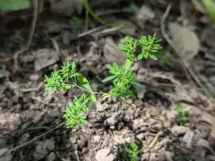 Cluster-stemmed Nailwort thumbnail 4