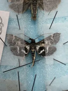 Pied Shawl Moth thumbnail 4