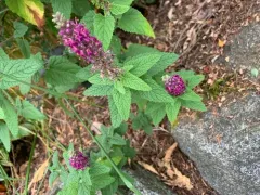 Teucrium hircanicum thumbnail 2