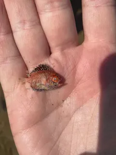 Short Bigeye thumbnail 1