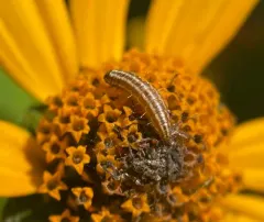 American Sunflower Moth thumbnail 4