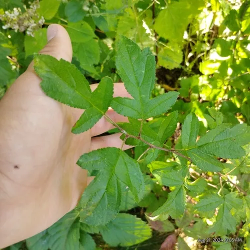 Toringo Crabapple