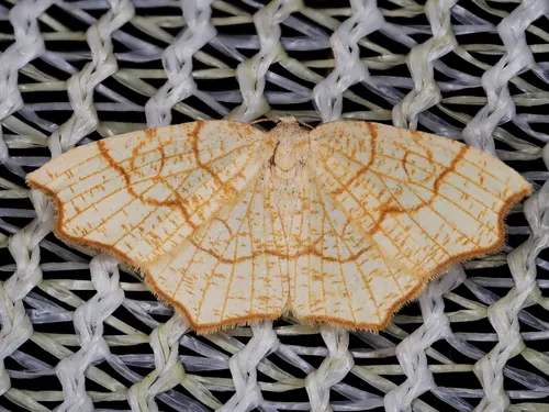 Nematocampa brehmeata