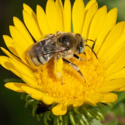 Melissodes subagilis