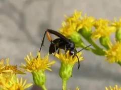 Ceropales bipunctata thumbnail 4