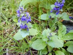 Blue Bugle thumbnail 4