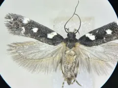 Six-spotted Aroga Moth thumbnail 4