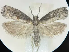 Bayberry Leaftier Moth thumbnail 2