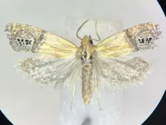 Eucosma annetteana thumbnail 2