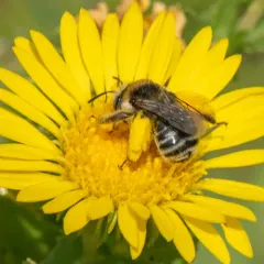 Drury's Long-horned Bee thumbnail 4
