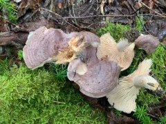Lactarius pseudoflexuosus thumbnail 3