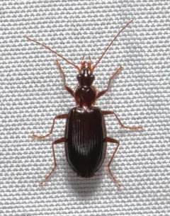 Platynus tenuicollis thumbnail 4