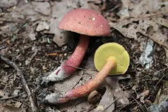 Boletus miniatopallescens thumbnail 2