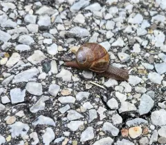 Roman Snail thumbnail 4