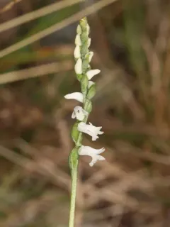 Little Ladies' Tresses thumbnail 1