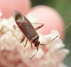 Rapid Plant Bug thumbnail 3