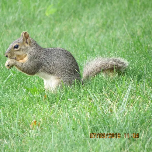 Eastern Fox Squirrel