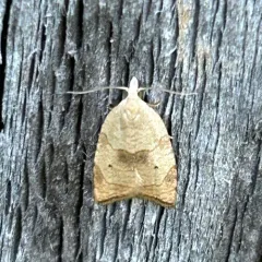Batman Moth thumbnail 3