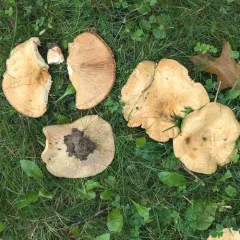 Lactarius psammicola thumbnail 3