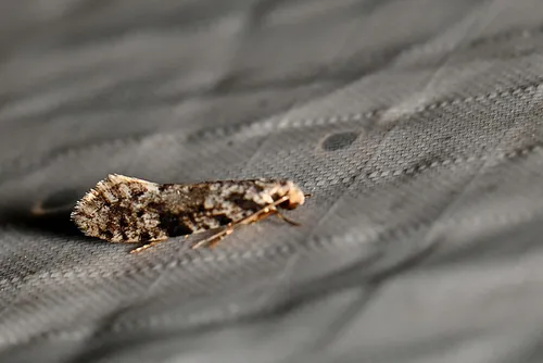 European grain moth