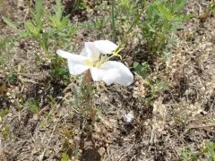 White-stem Evening Primrose thumbnail 2
