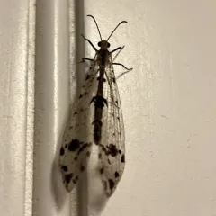 Eastern Spotted-winged Antlion thumbnail 4
