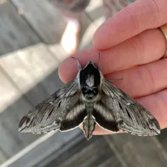 Northern Apple Sphinx thumbnail 3